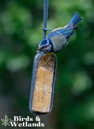 Where to Hang a Suet Feeder for Optimal Bird Watching